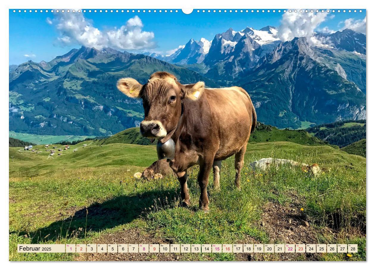 Bild: 9783435119028 | Berg-Kühe, Natur pur - unser schönster Urlaub (Wandkalender 2025...