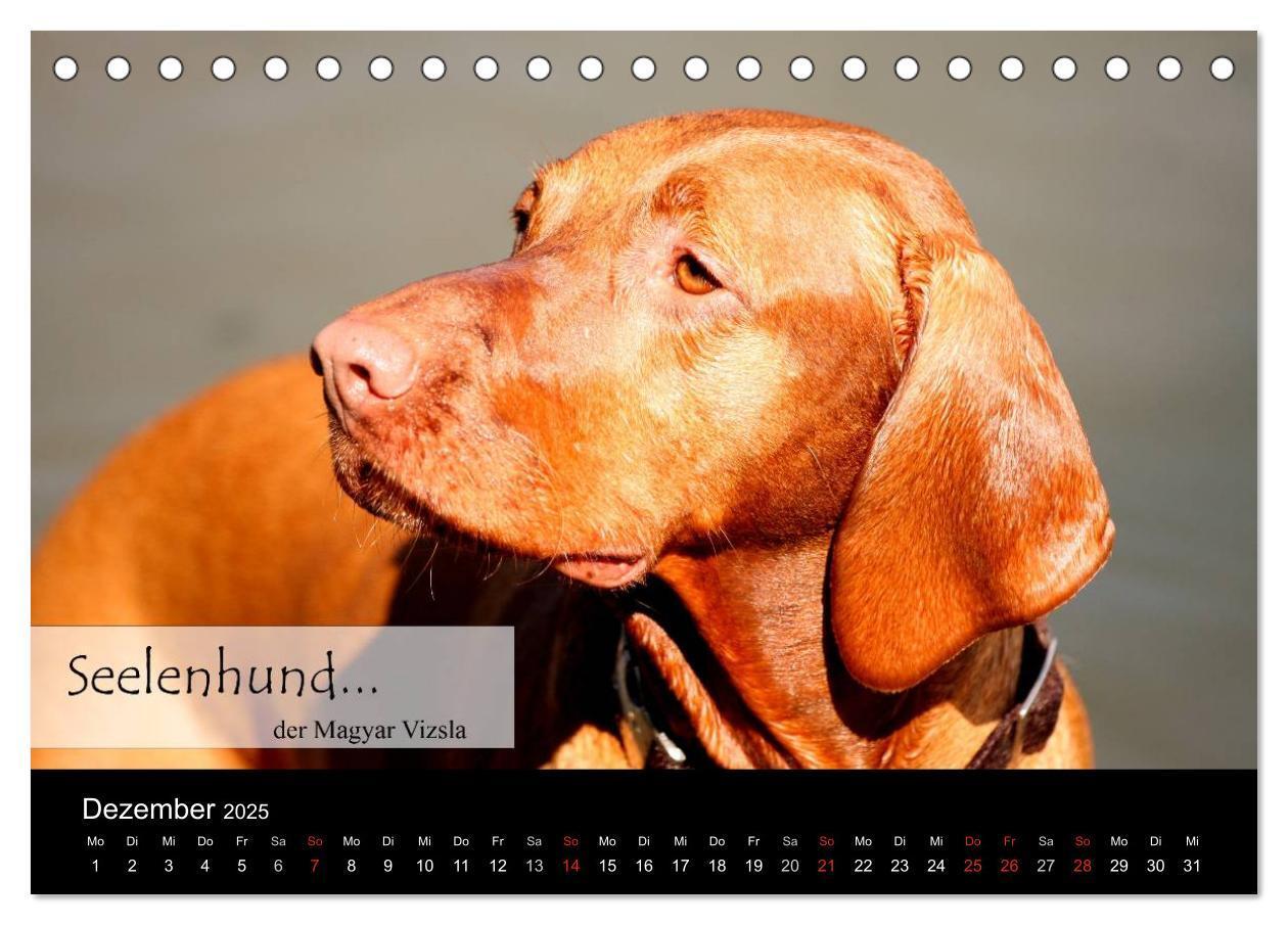 Bild: 9783435518708 | Magyar Vizsla - Zauberhafte Kobolde (Tischkalender 2025 DIN A5...