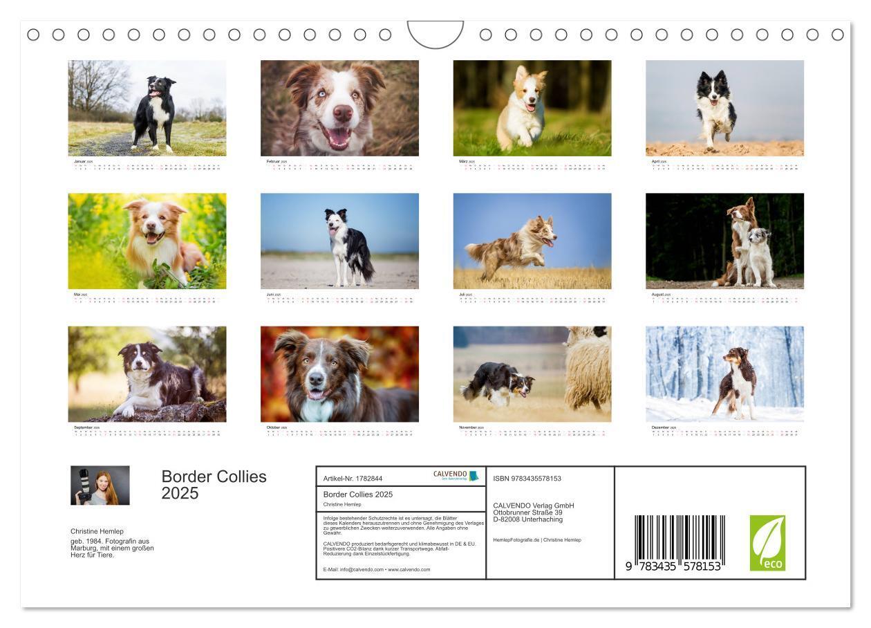 Bild: 9783435578153 | Border Collies 2025 (Wandkalender 2025 DIN A4 quer), CALVENDO...