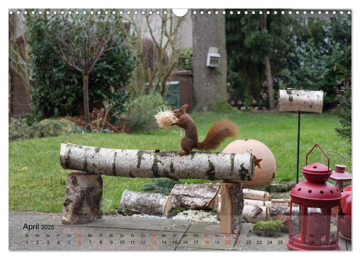 Bild: 9783435586936 | Spaß mit Eichhörnchen! (Wandkalender 2025 DIN A3 quer), CALVENDO...