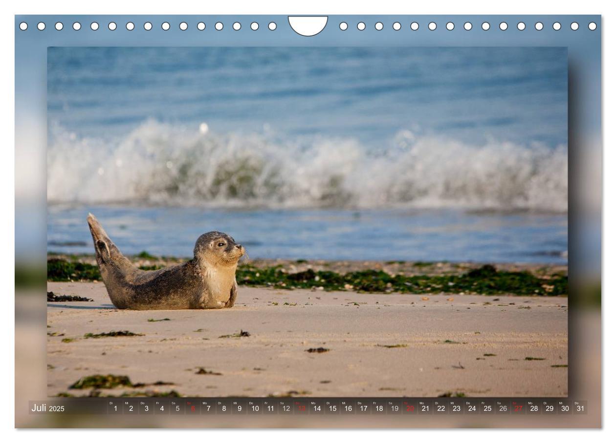 Bild: 9783435683611 | Baltrum - Ein Tag am Strand (Wandkalender 2025 DIN A4 quer),...