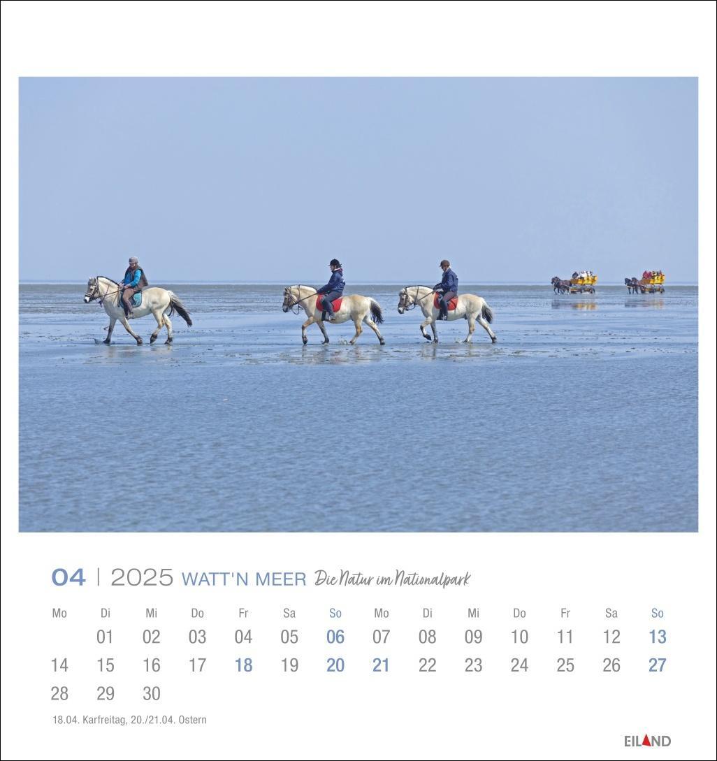 Bild: 9783964023285 | Watt'n Meer Postkartenkalender 2025 - Die Natur im Nationalpark | 2025