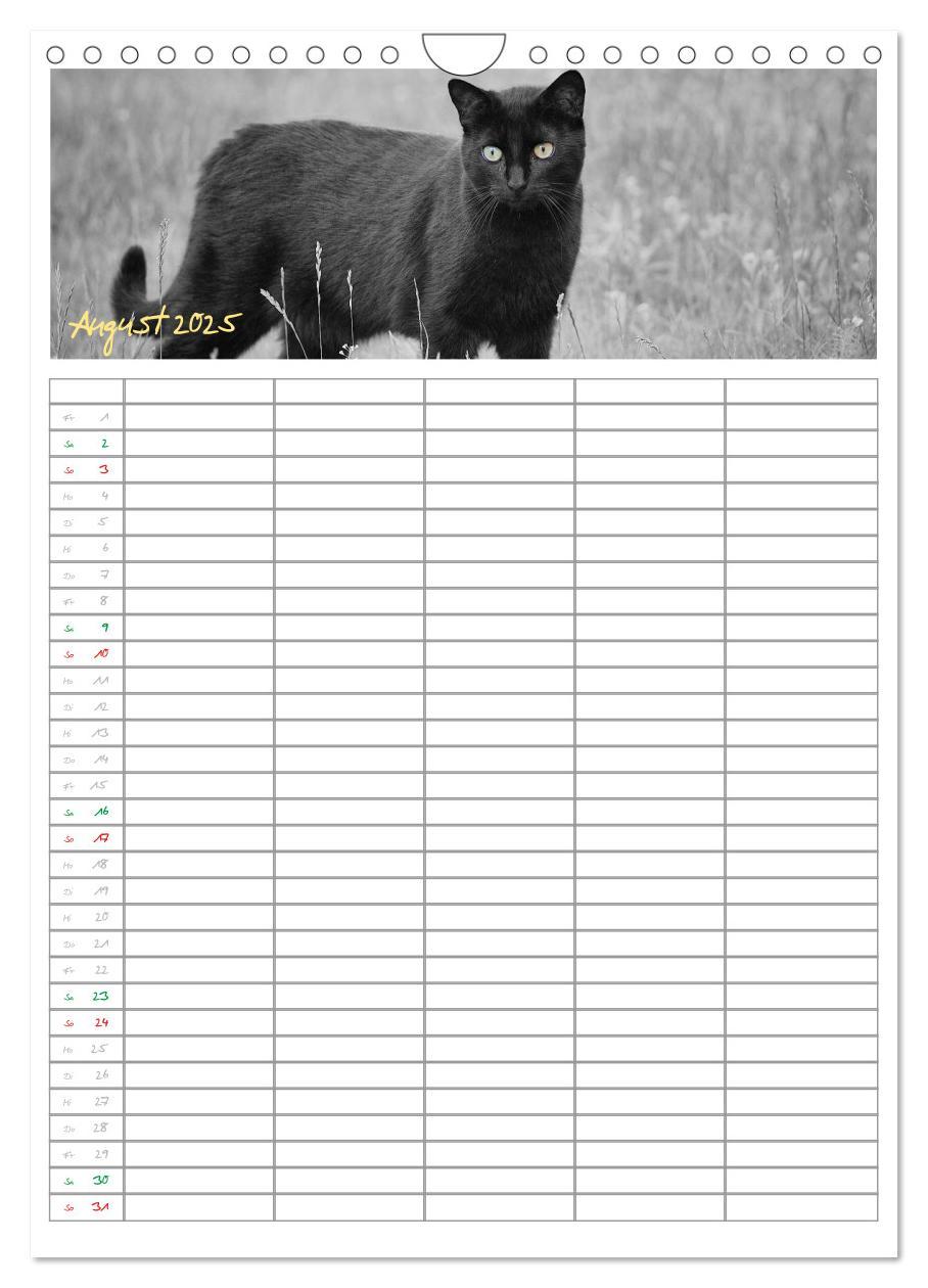 Bild: 9783457088166 | Miezekatzen Planungskalender (Wandkalender 2025 DIN A4 hoch),...