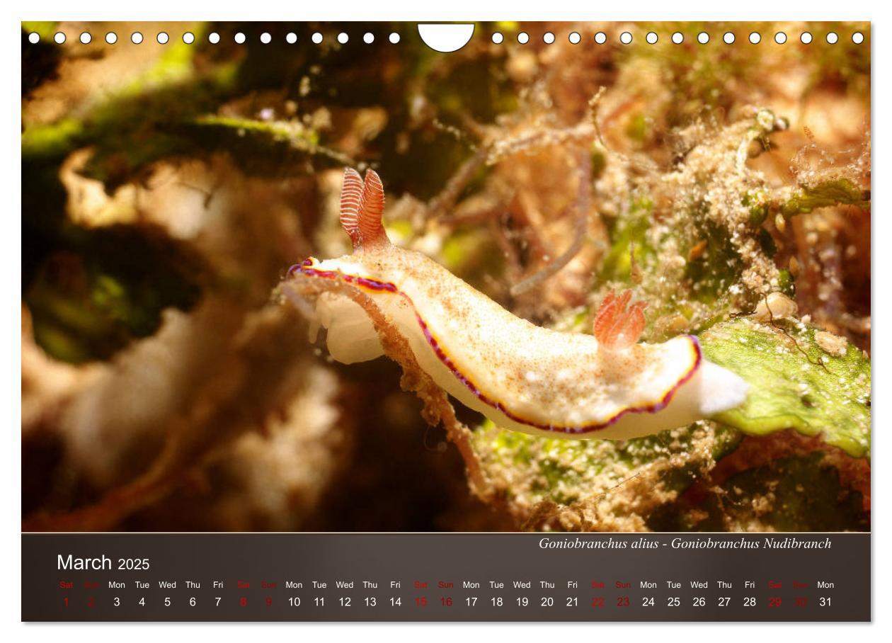 Bild: 9781325940516 | Nudibranchs on the ocean floor (Wall Calendar 2025 DIN A4...