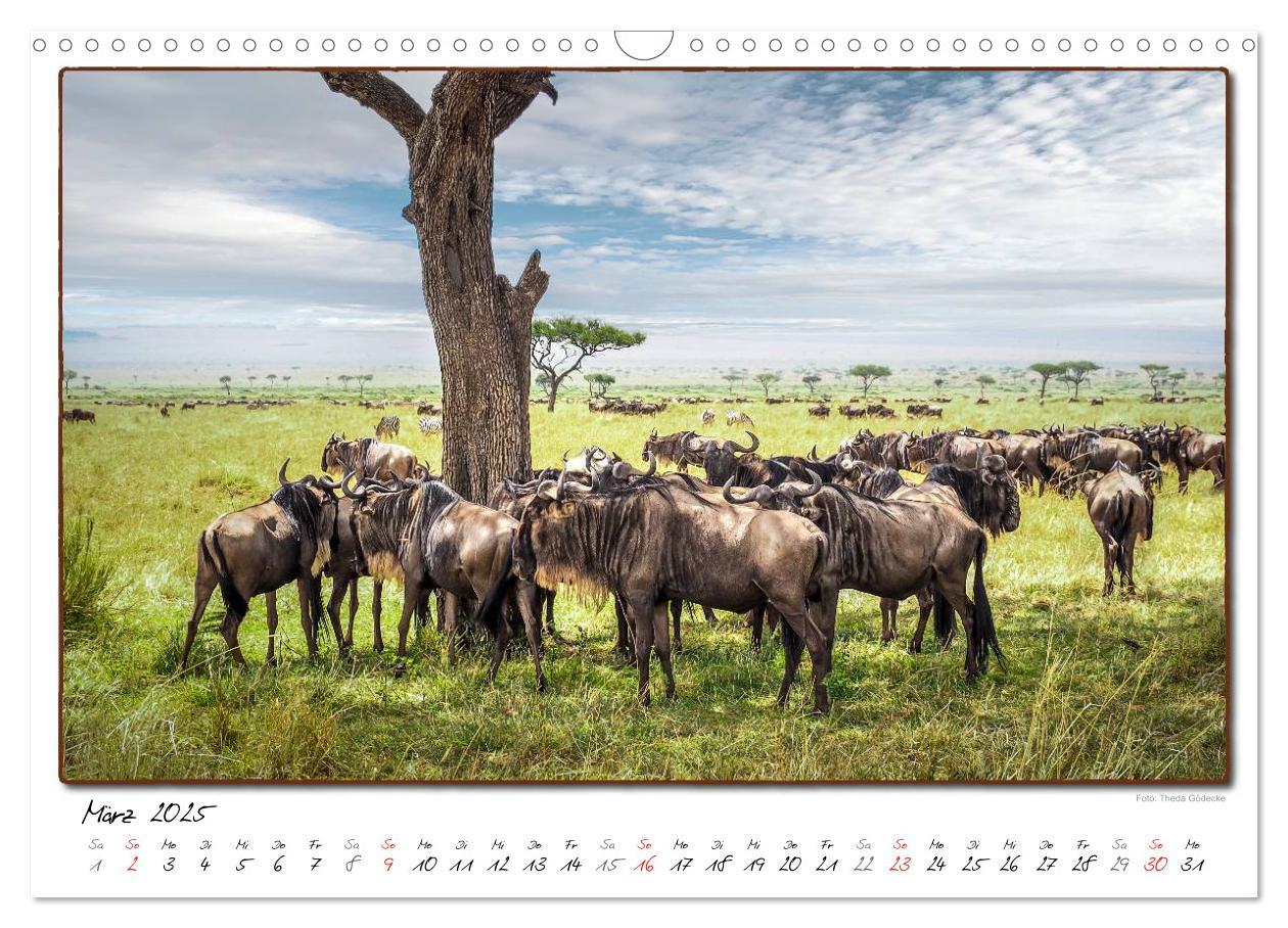 Bild: 9783435488773 | Abenteuer Masai Mara (Wandkalender 2025 DIN A3 quer), CALVENDO...