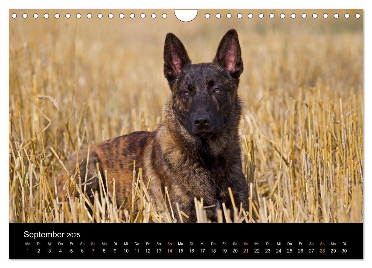 Bild: 9783435687756 | Holländischer Schäferhund (Wandkalender 2025 DIN A4 quer), CALVENDO...