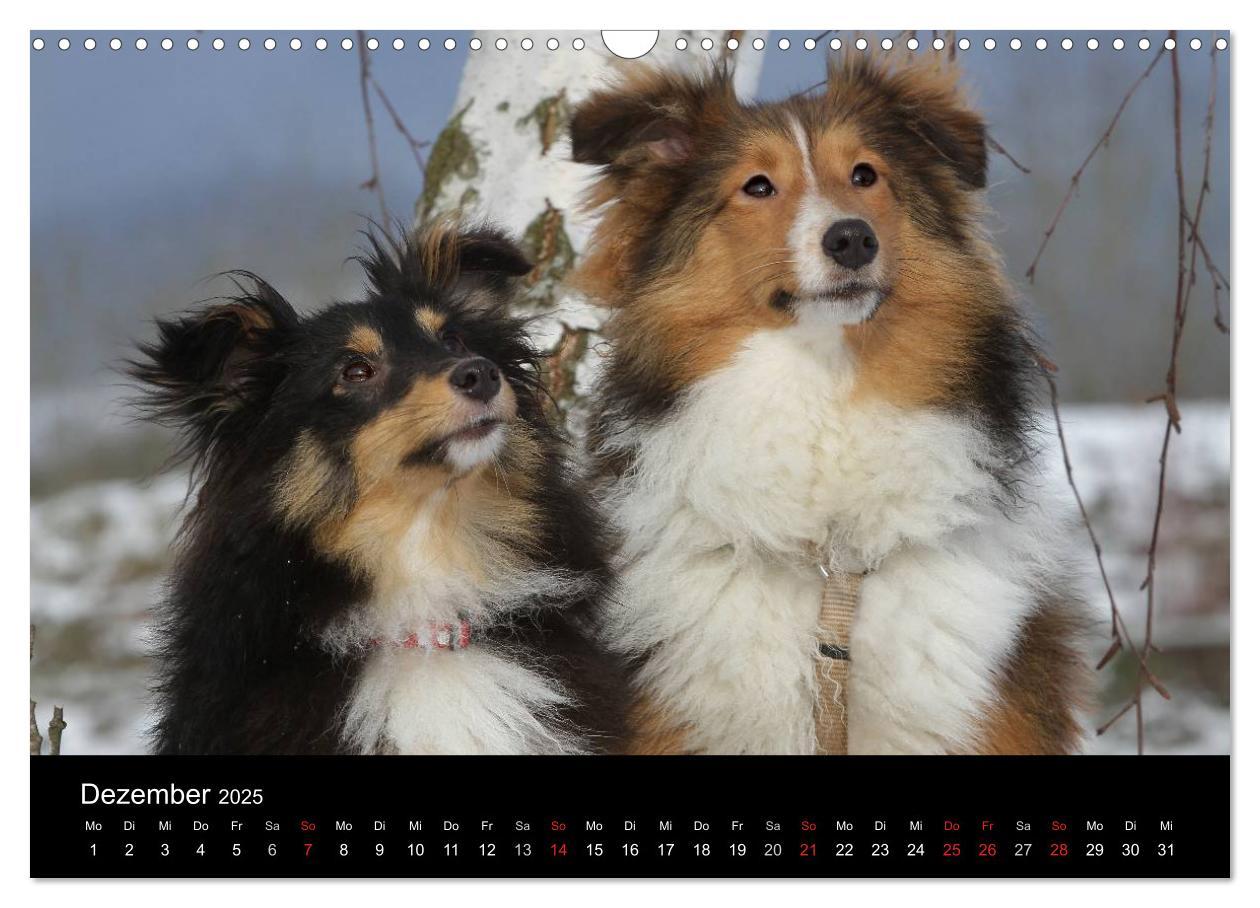 Bild: 9783435752355 | Shelties 2025 (Wandkalender 2025 DIN A3 quer), CALVENDO Monatskalender