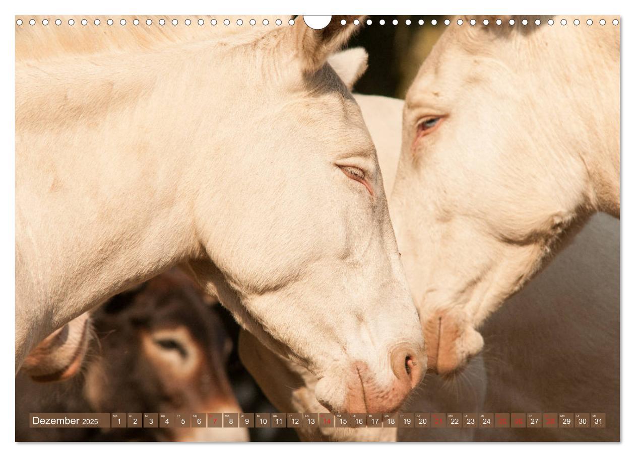 Bild: 9783435180578 | Lichtbringer - Österreichisch-Ungarische Barockesel (Wandkalender...