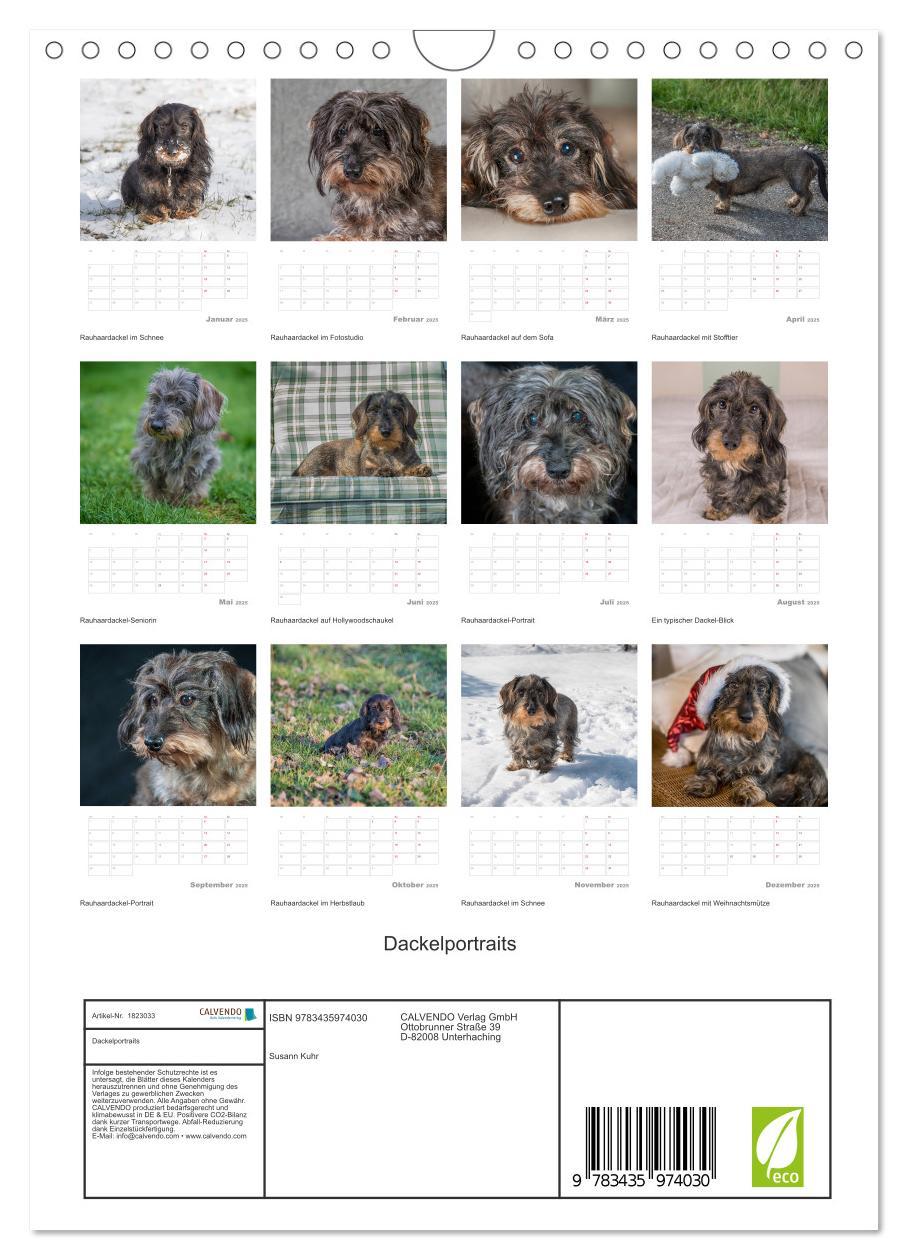 Bild: 9783435974030 | Dackelportraits (Wandkalender 2025 DIN A4 hoch), CALVENDO...