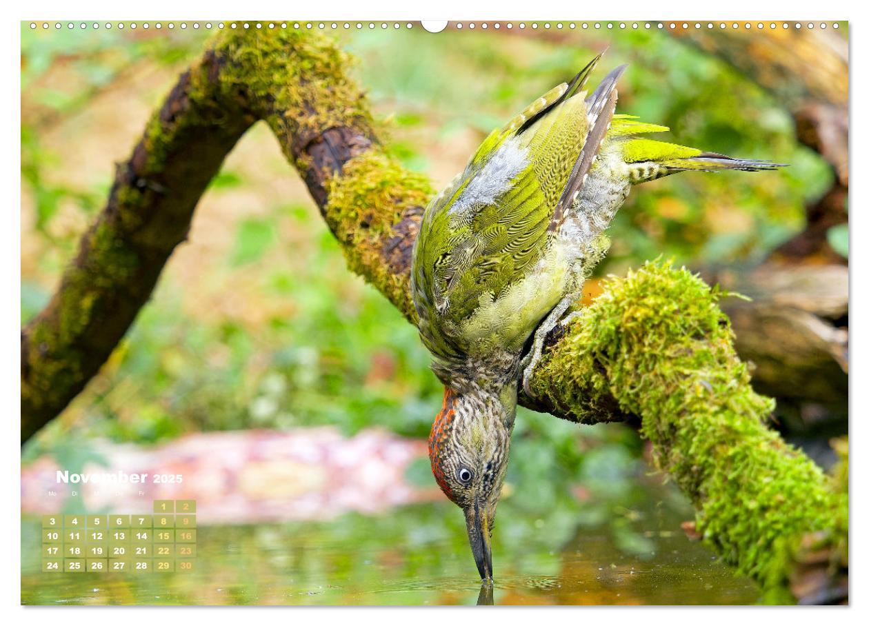 Bild: 9783383846199 | Vögel in unserer Heimat: Kiebitz, Wiedehopf und Turteltaube...