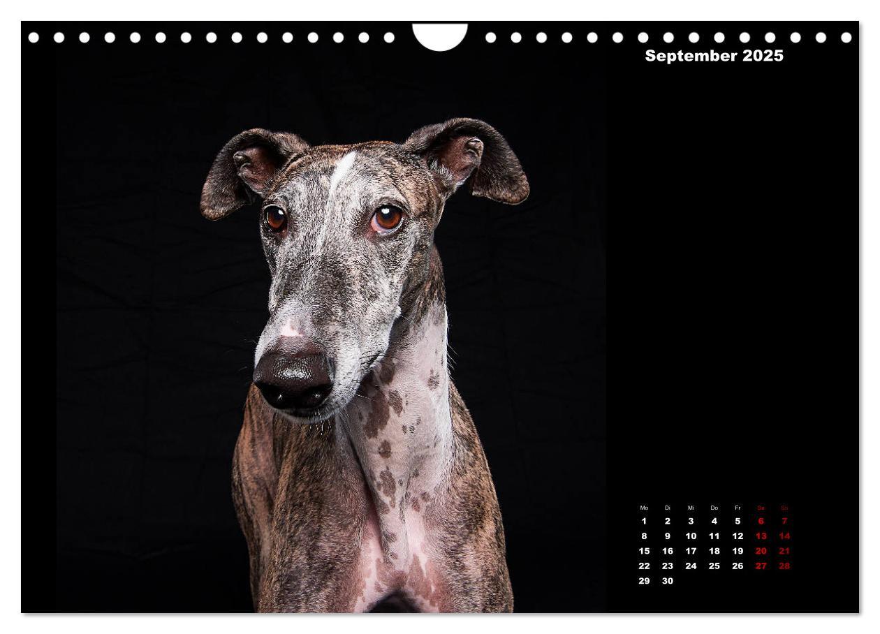 Bild: 9783435228911 | Die Stimme der Windhunde (Wandkalender 2025 DIN A4 quer), CALVENDO...