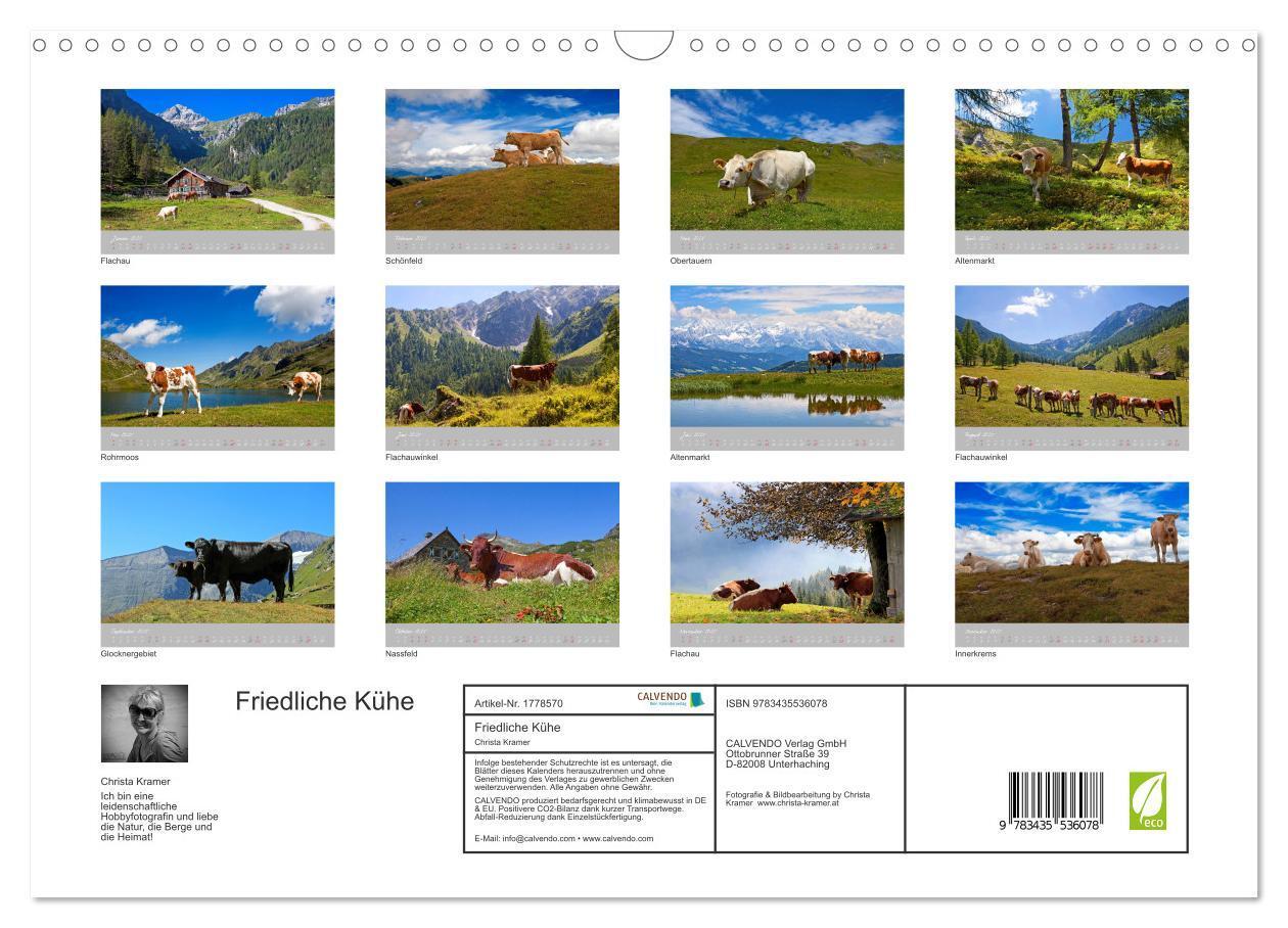 Bild: 9783435536078 | Friedliche Kühe (Wandkalender 2025 DIN A3 quer), CALVENDO...