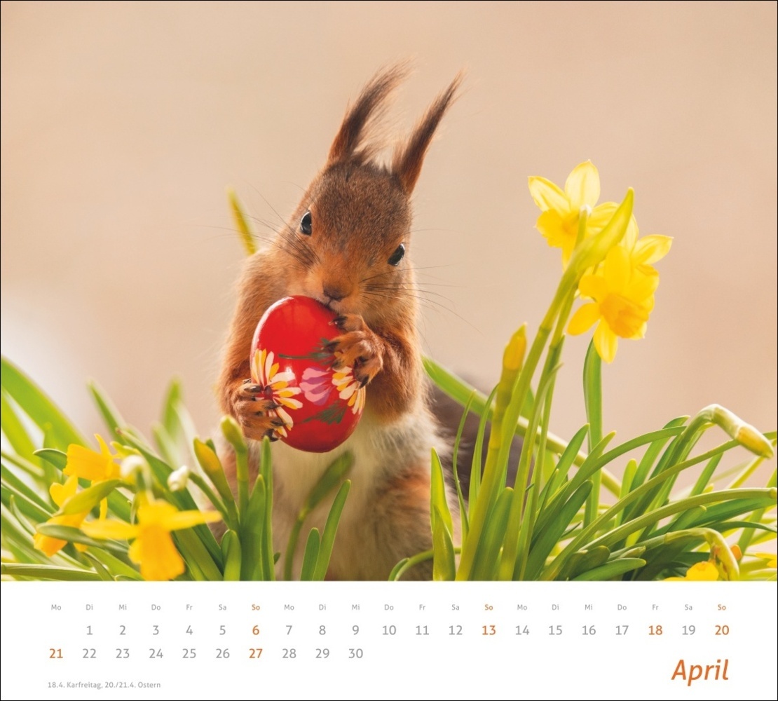 Bild: 9783756406869 | Eichhörnchen Bildkalender 2025 | Geert Weggen | Kalender | 14 S.