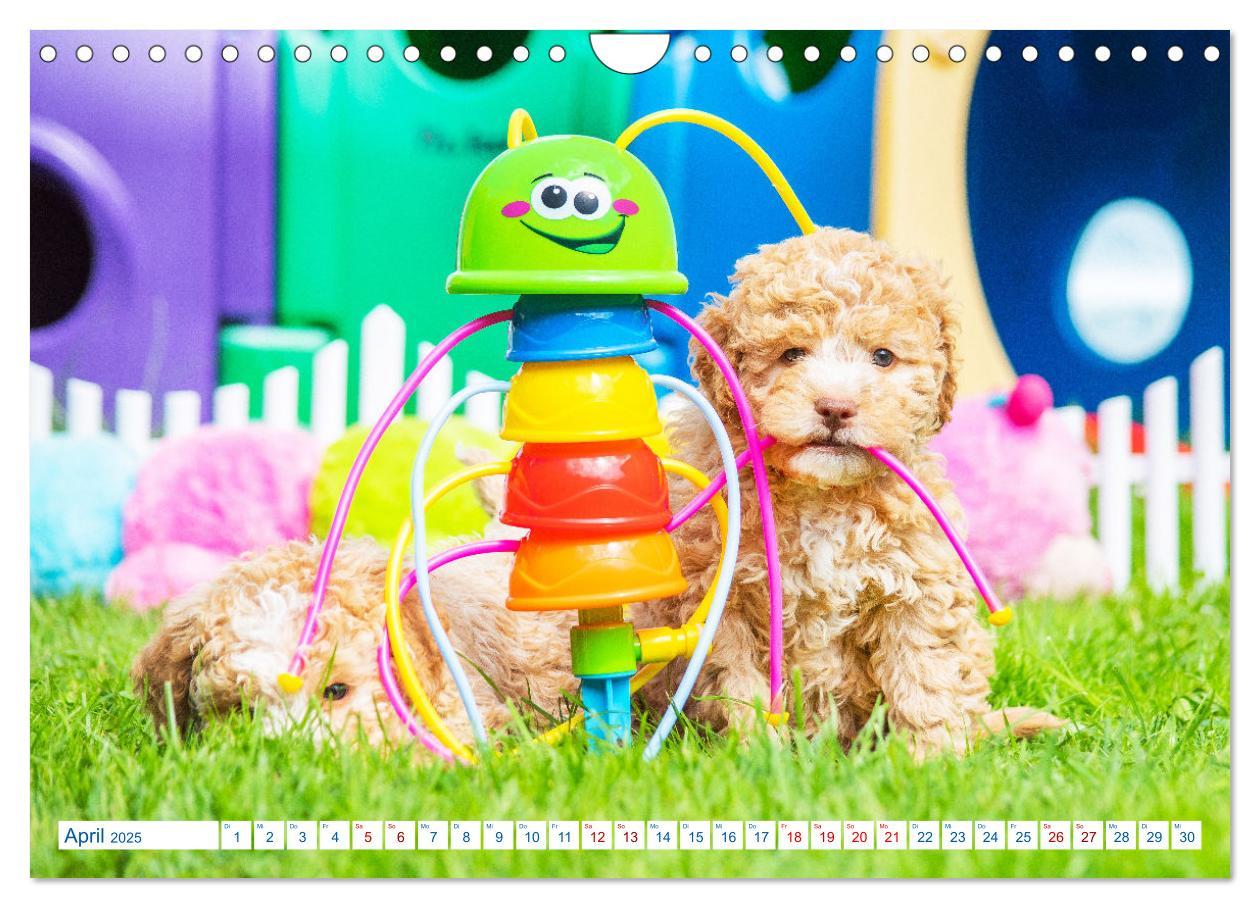 Bild: 9783435028580 | Lagotto Romagnolo - Bilder aus der Kinderstube (Wandkalender 2025...