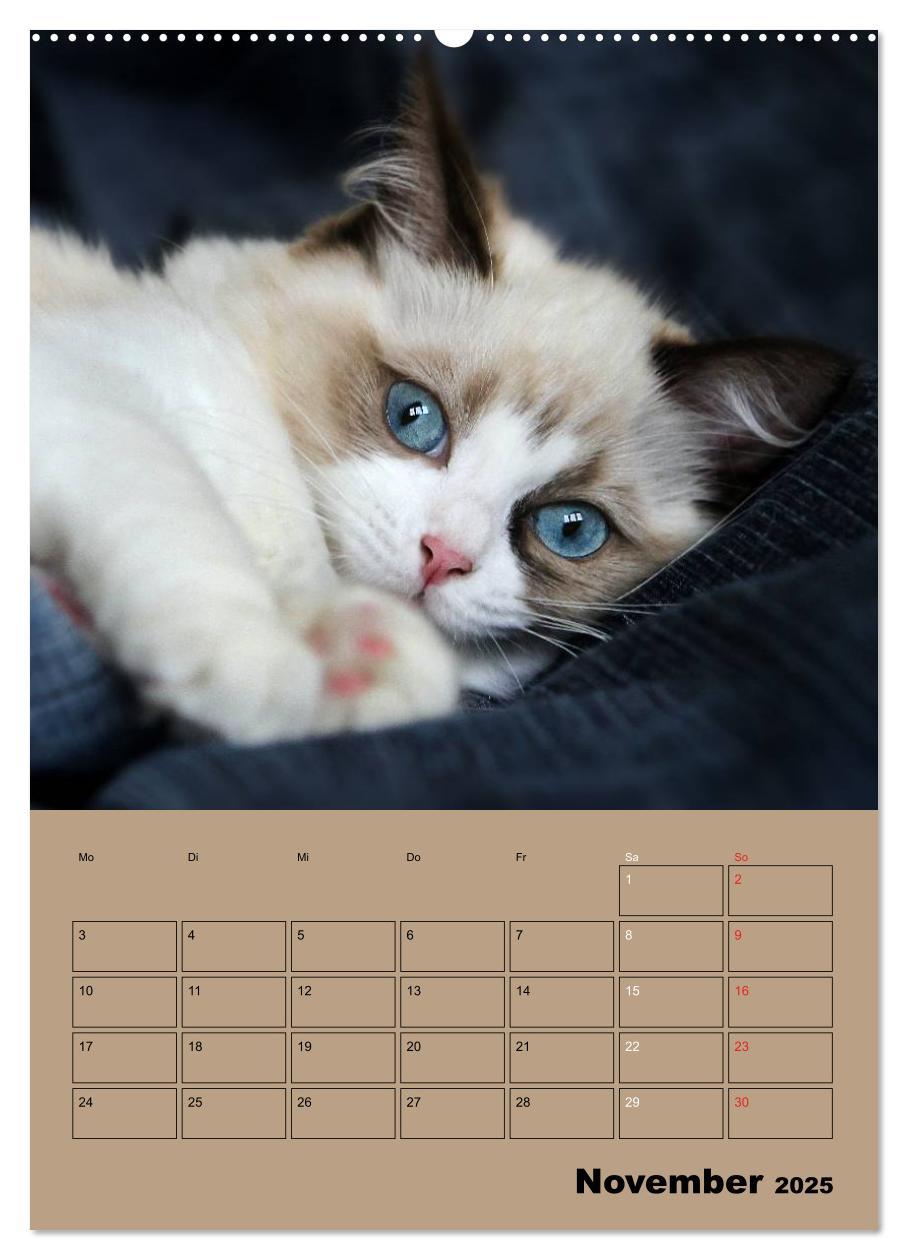 Bild: 9783457012505 | Ragdolls zum Verlieben (Wandkalender 2025 DIN A2 hoch), CALVENDO...