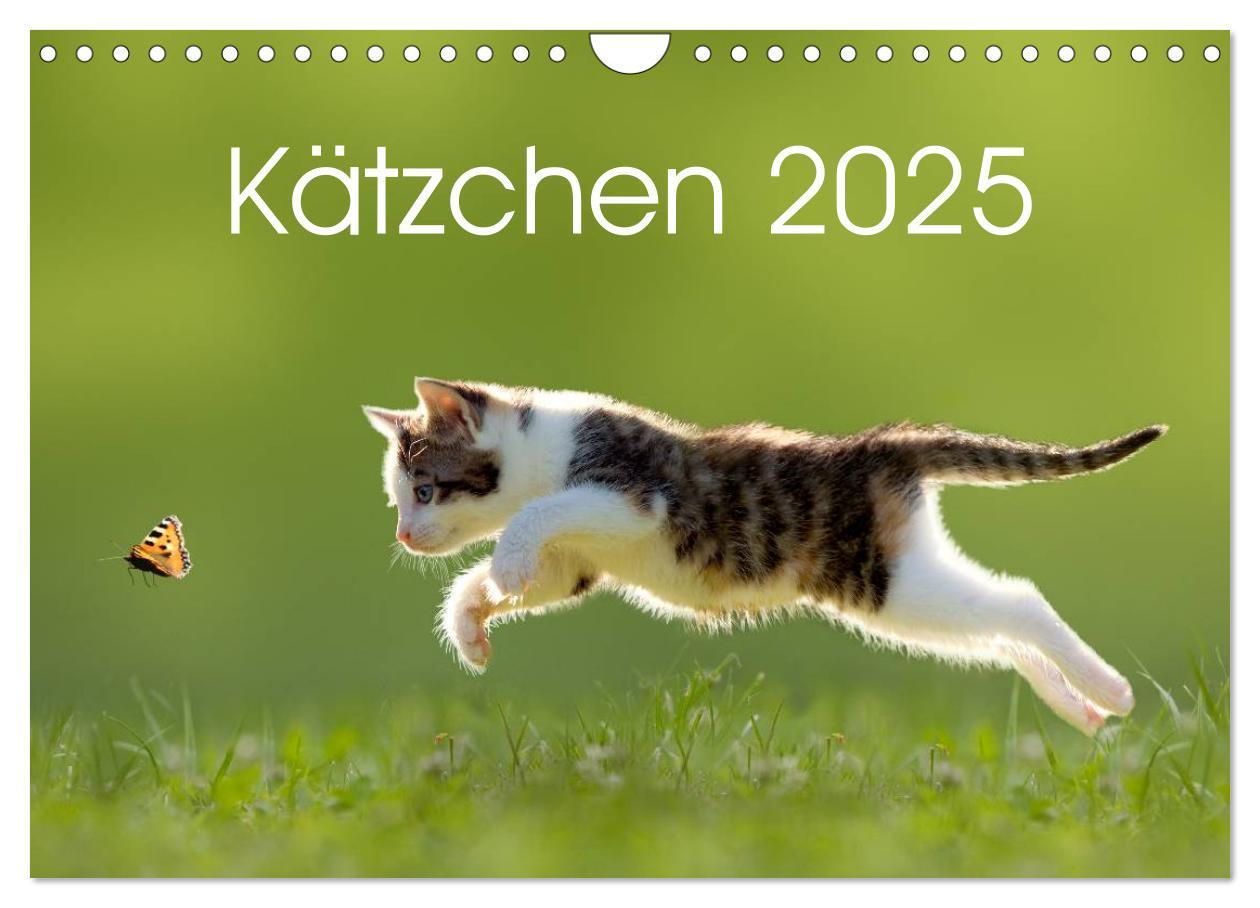 Cover: 9783435642366 | Kätzchen 2025 (Wandkalender 2025 DIN A4 quer), CALVENDO Monatskalender