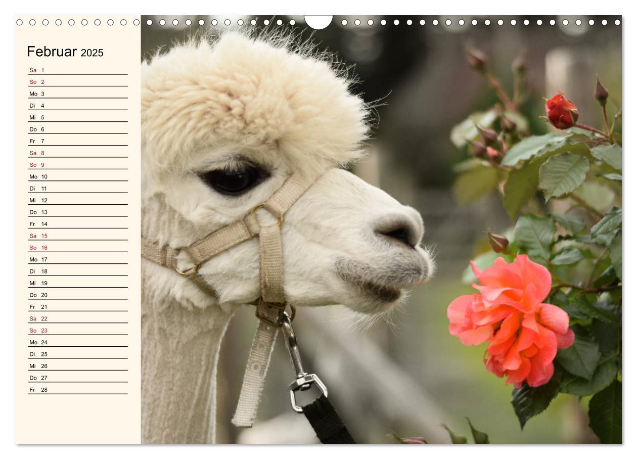 Bild: 9783435301256 | Alpakas im Blumenzauber (Wandkalender 2025 DIN A3 quer), CALVENDO...