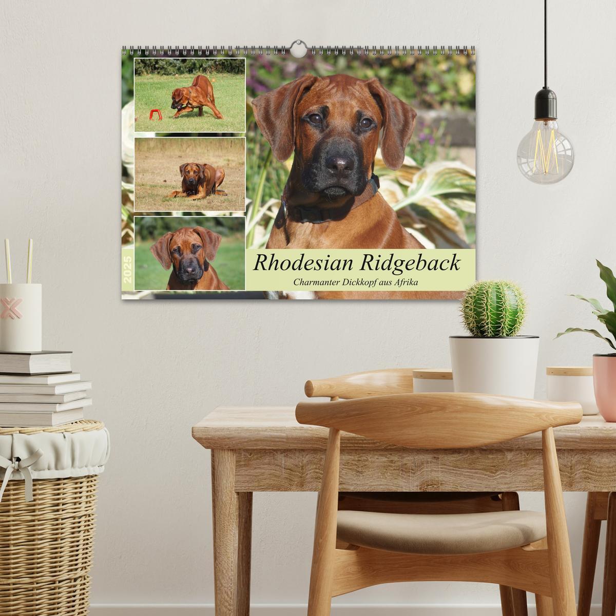 Bild: 9783383987601 | Rhodesian Ridgeback - Charmanter Dickkopf aus Afrika (Wandkalender...