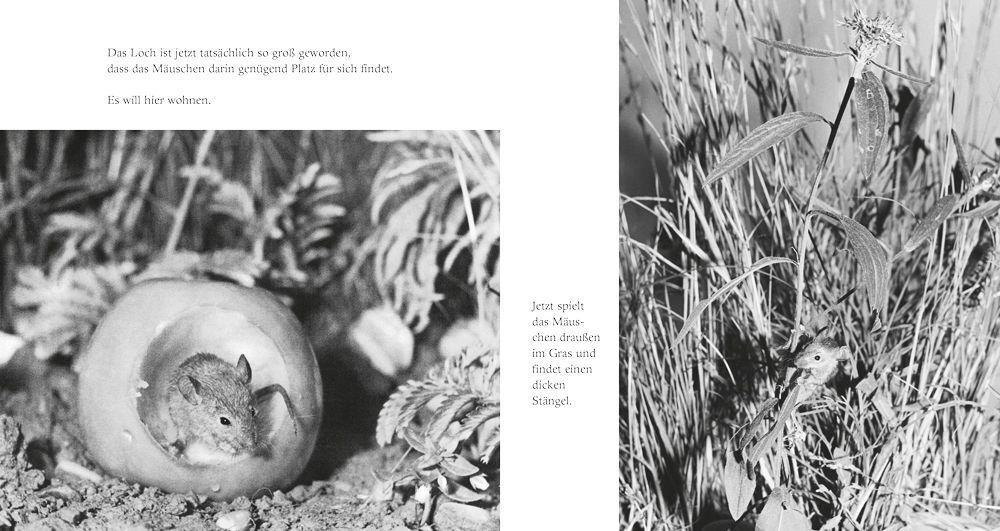 Bild: 9783737358965 | Das Apfelmäuschen (Pappbilderbuch) | Mathilde Reich | Buch | 40 S.