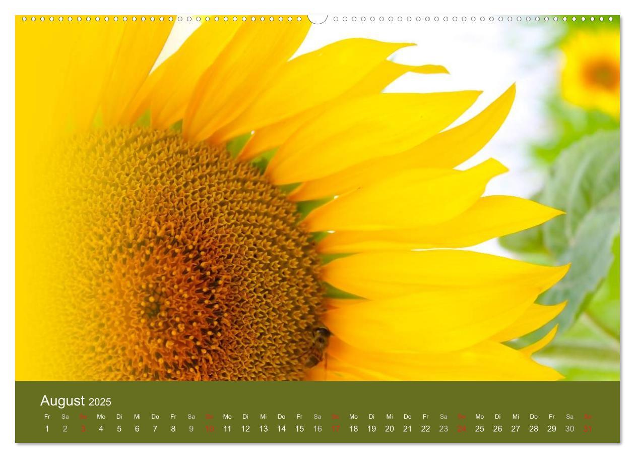 Bild: 9783435799404 | Sonnenblumen - die Blumen der Lebensfreude (Wandkalender 2025 DIN...