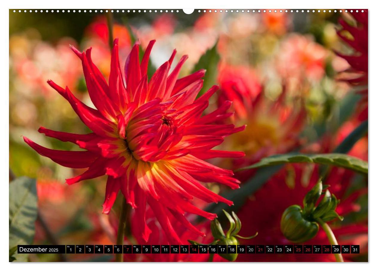 Bild: 9783435663316 | Dahlia - Dahlien (Wandkalender 2025 DIN A2 quer), CALVENDO...