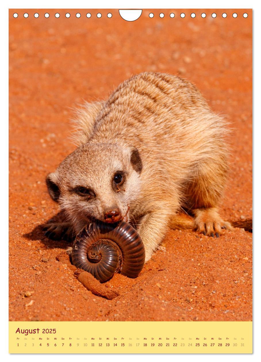 Bild: 9783435851010 | Erdmännchen - Eine Kolonie in der Kalahari (Wandkalender 2025 DIN...