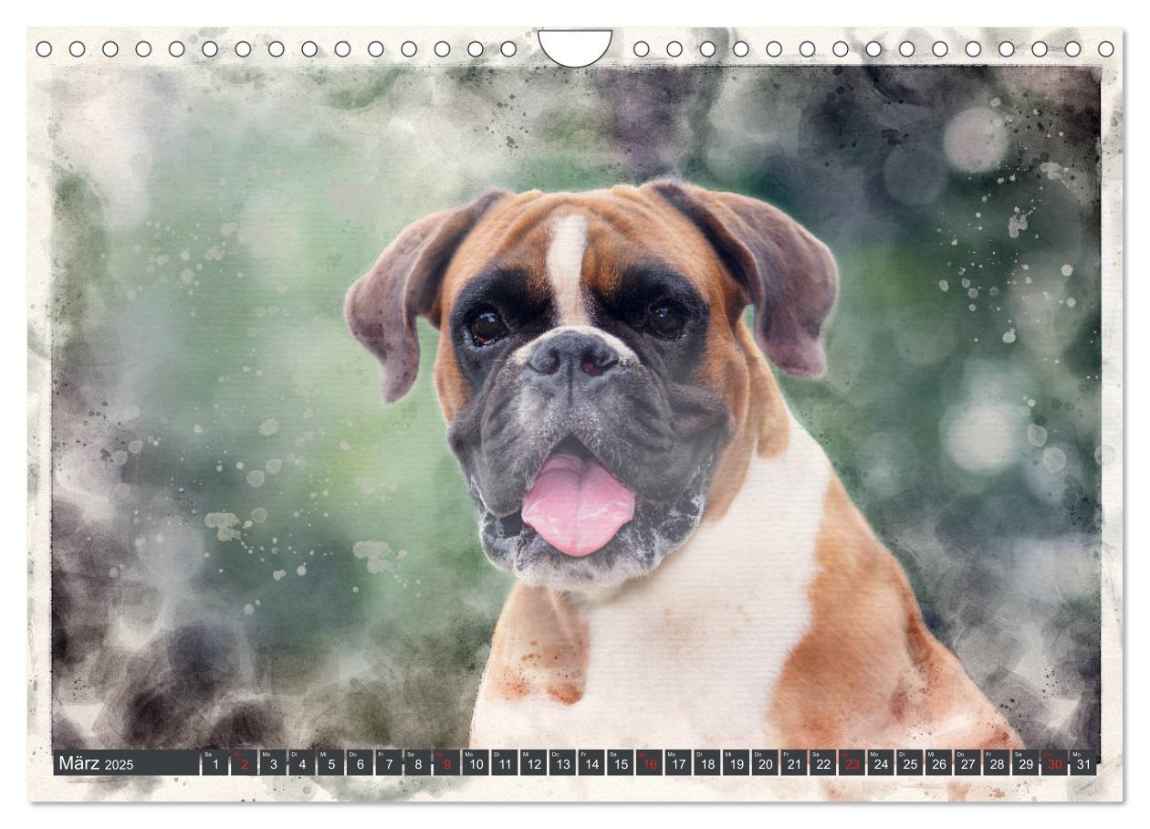 Bild: 9783435134700 | Boxer Photo&amp;Kunst (Wandkalender 2025 DIN A4 quer), CALVENDO...