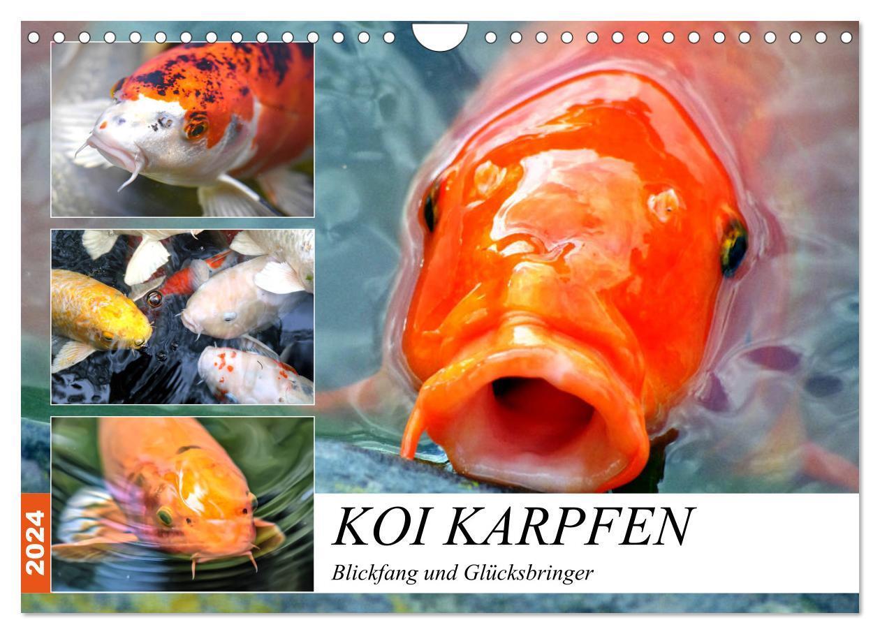 Cover: 9783675448049 | Koi Karpfen. Blickfang und Glücksbringer (Wandkalender 2024 DIN A4...