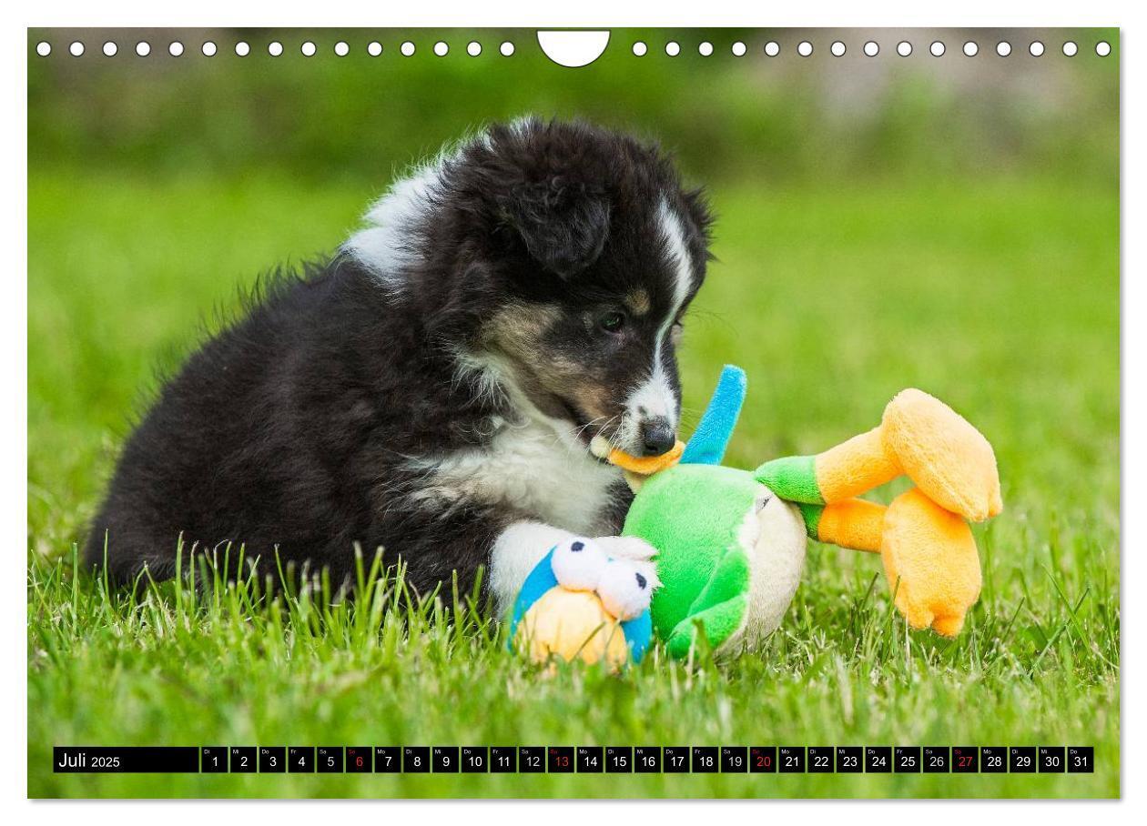 Bild: 9783435569878 | Traumhund Sheltie (Wandkalender 2025 DIN A4 quer), CALVENDO...