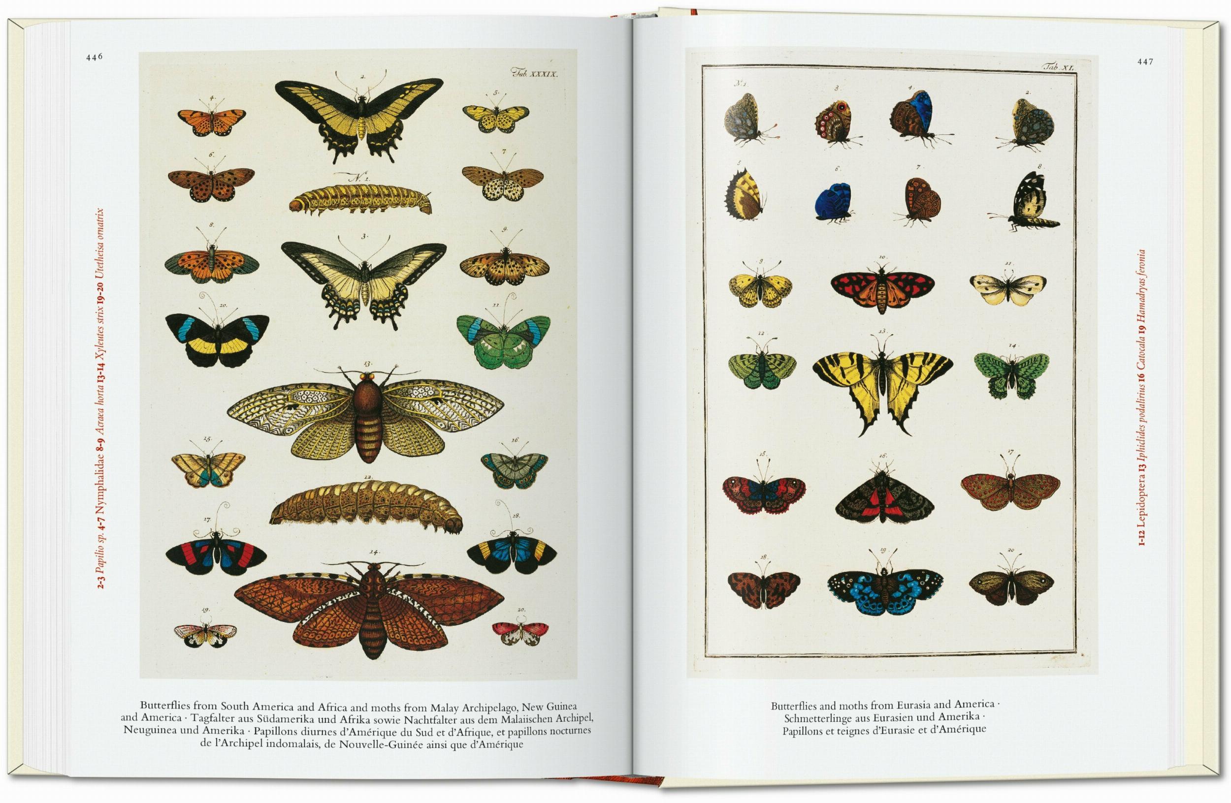 Bild: 9783836587884 | Seba. Cabinet of Natural Curiosities. 40th Ed. | Albertus Seba | Buch