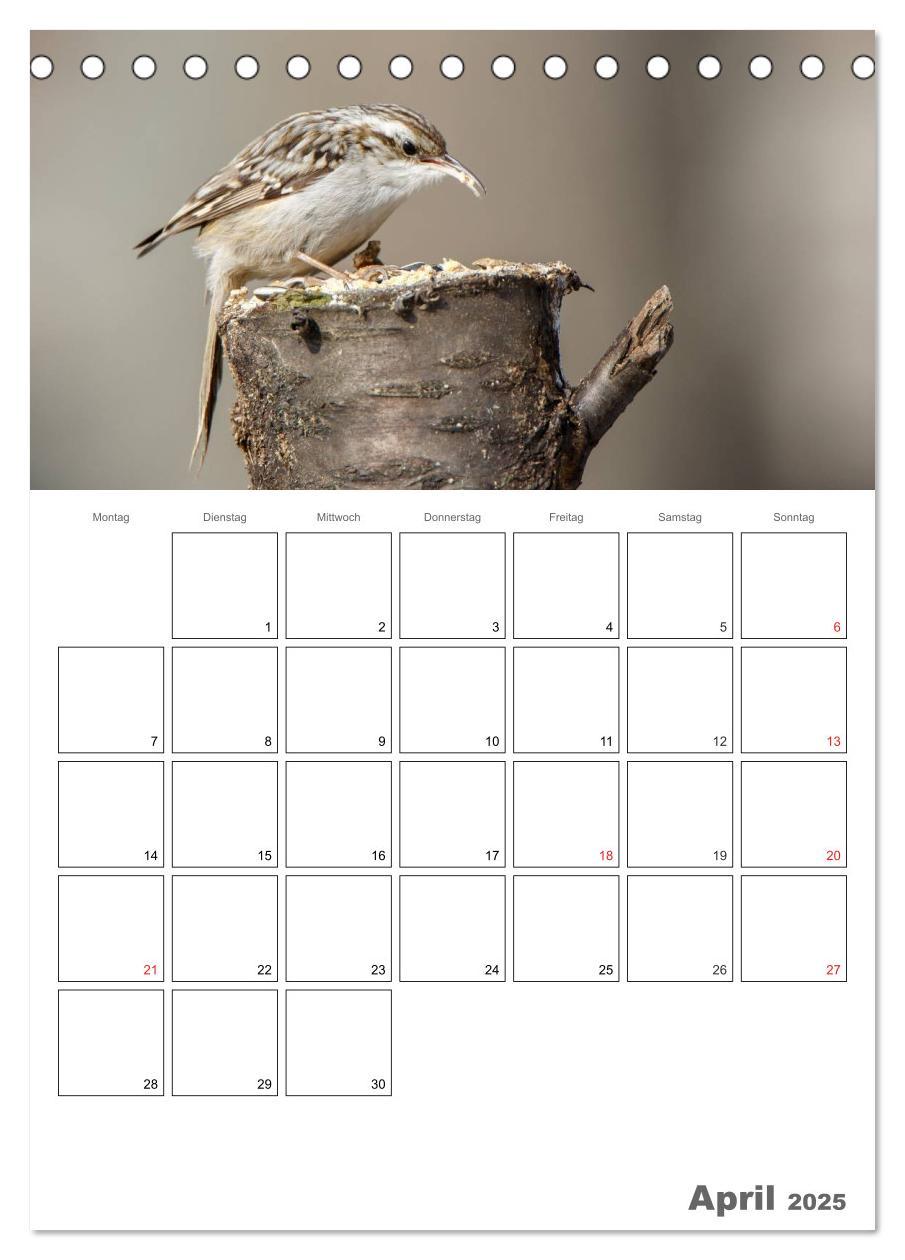 Bild: 9783457007730 | Vögel im heimischen Garten (Tischkalender 2025 DIN A5 hoch),...