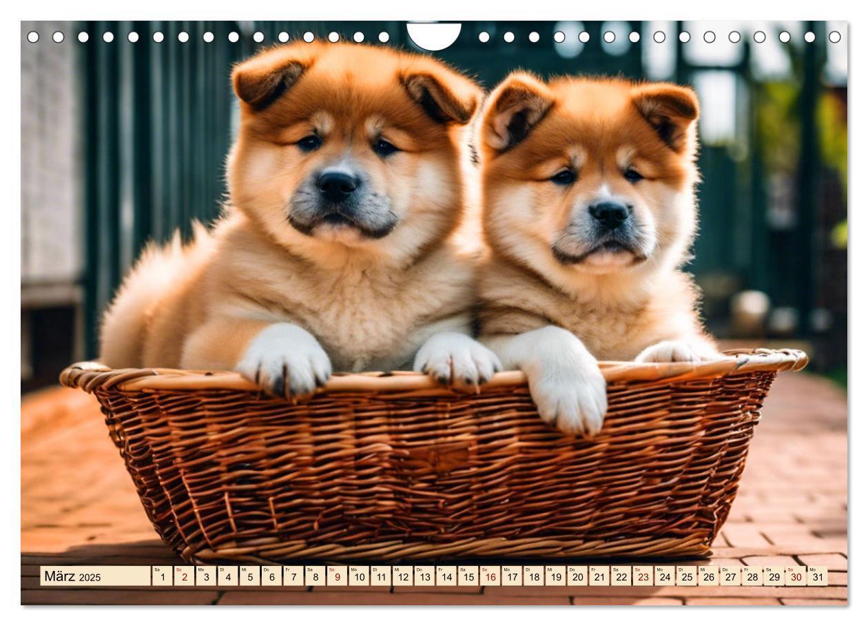 Bild: 9783457071649 | Akita Inu - Inbegriff der Treue (Wandkalender 2025 DIN A4 quer),...