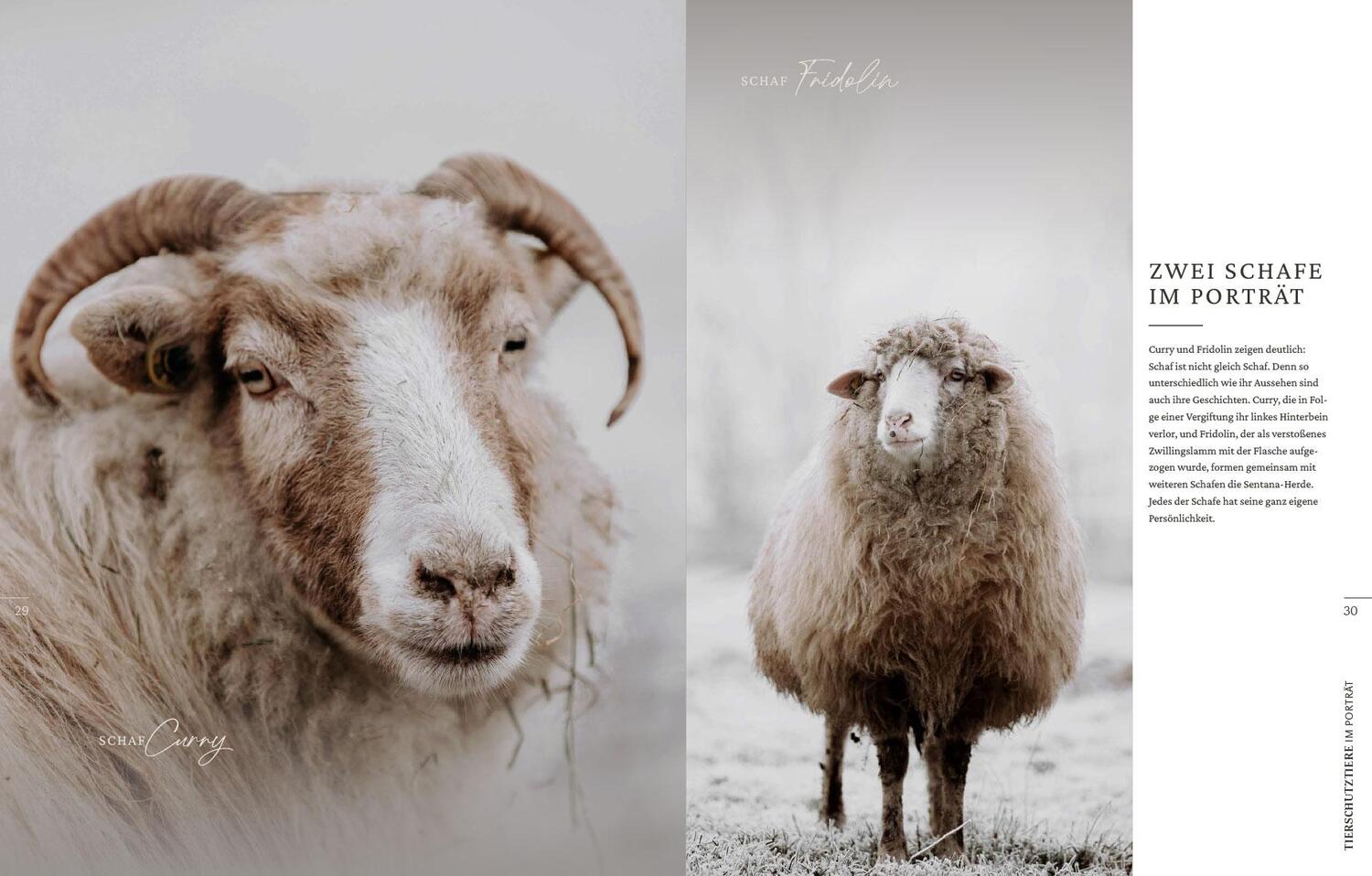 Bild: 9783948877262 | Tierschutztiere im Porträt | Ein Blick ins Dorf Sentana | Buch | 95 S.