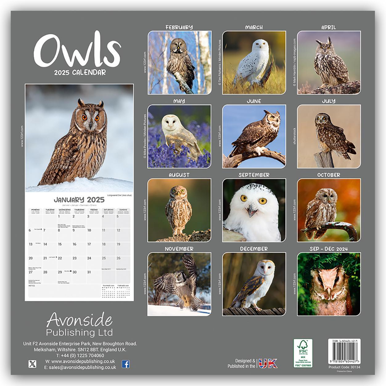 Rückseite: 9781804604427 | Owls - Eulen 2025 - 16-Monatskalender - Original Avonside-Kalender...