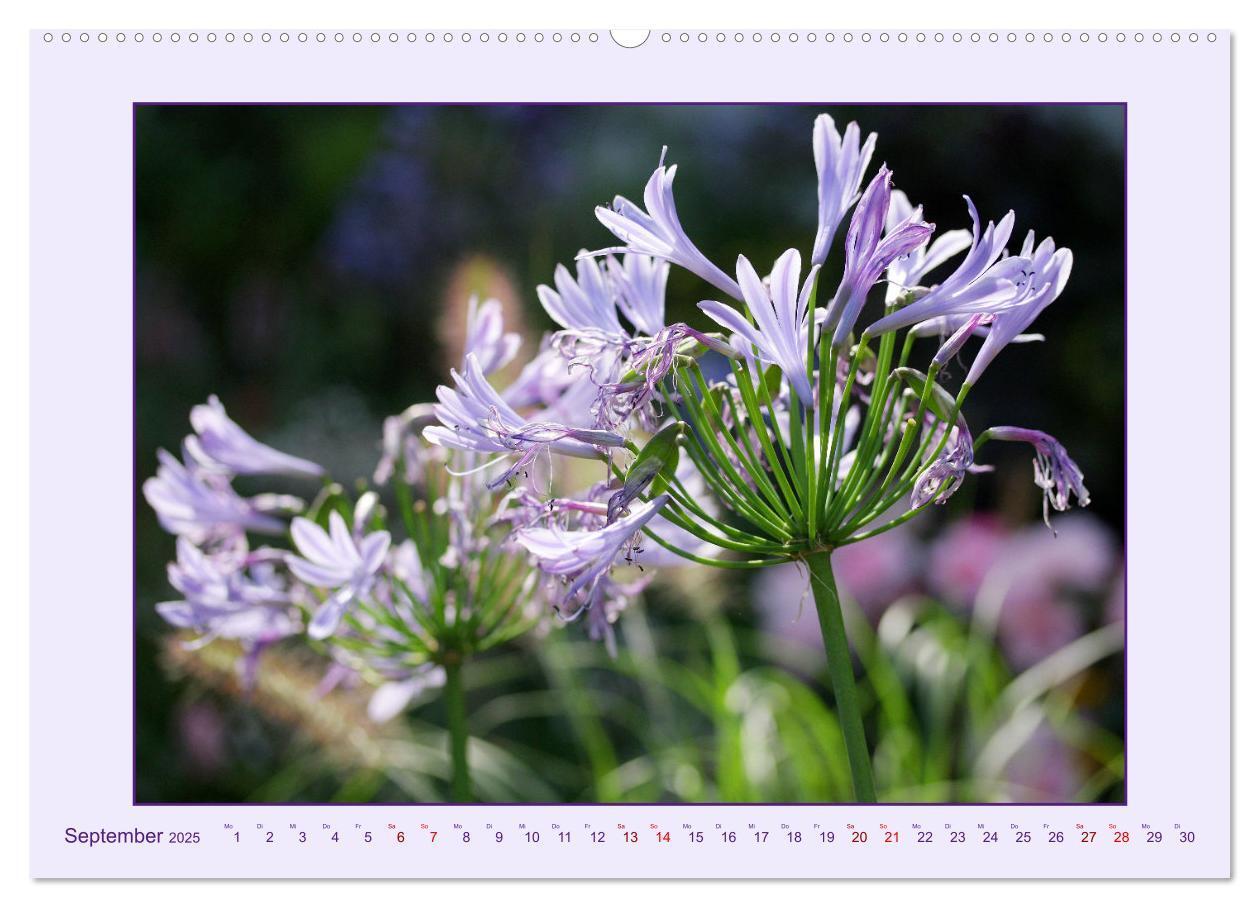 Bild: 9783435030682 | Schmucklilie - Agapanthus (hochwertiger Premium Wandkalender 2025...