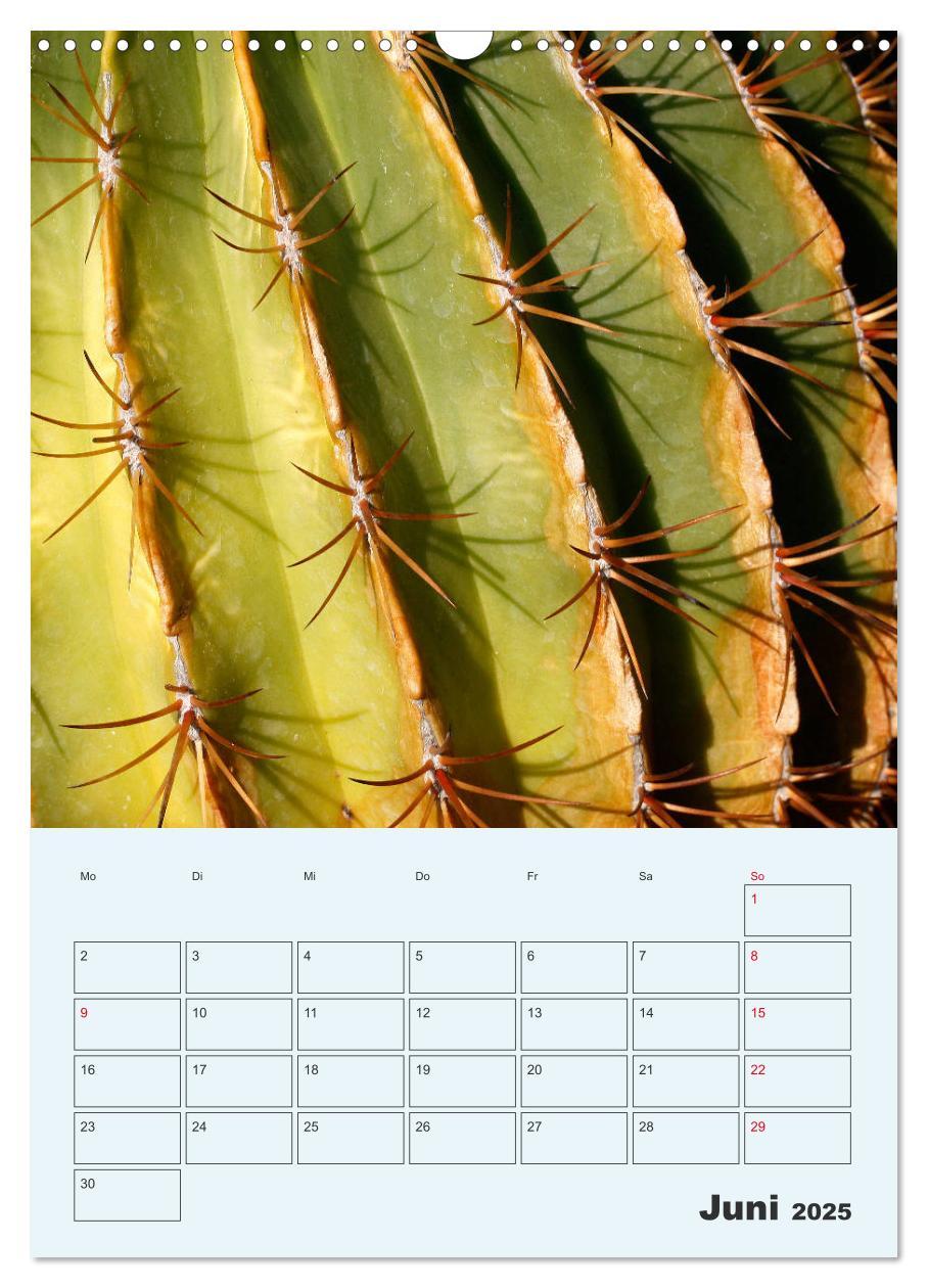 Bild: 9783435969685 | Wehrhafte Sukkulenten (Wandkalender 2025 DIN A3 hoch), CALVENDO...