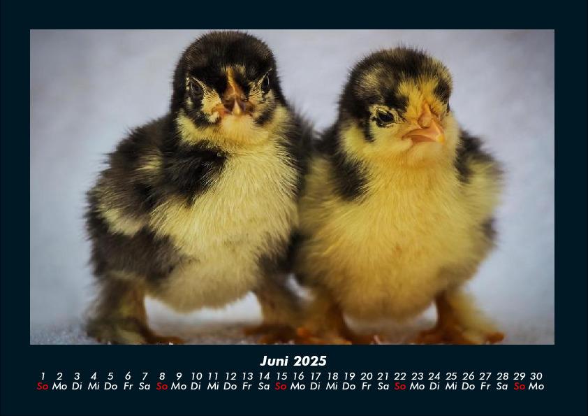 Bild: 9783755989561 | Enten 2025 Fotokalender DIN A4 | Tobias Becker | Kalender | Kalender