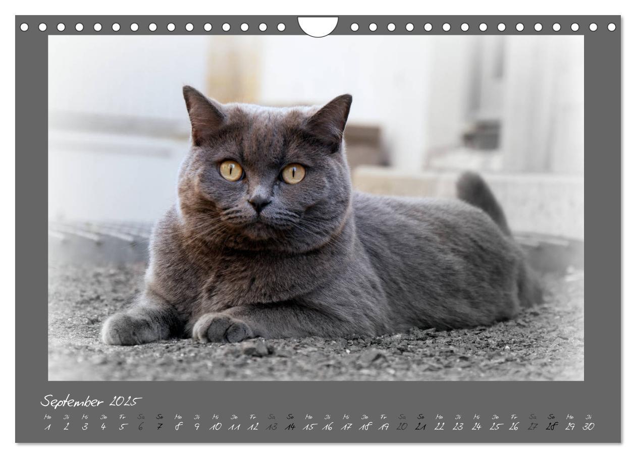 Bild: 9783435401673 | GRAUE ENGEL Britischkurzhaar-Katzen (Wandkalender 2025 DIN A4...