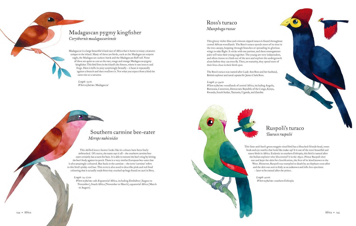 Bild: 9781843654063 | Atlas of Amazing Birds | Matt Sewell | Buch | Gebunden | Englisch