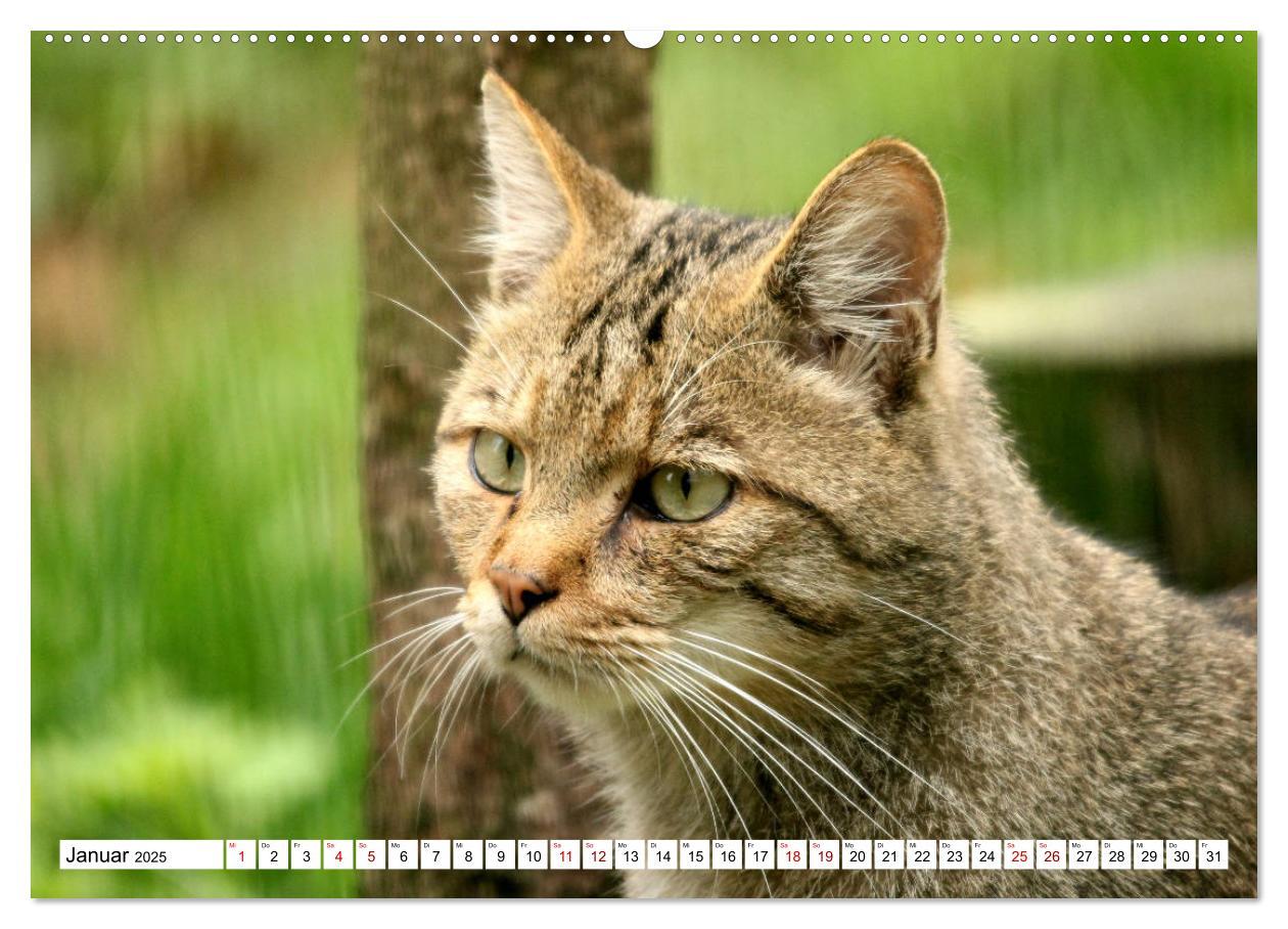 Bild: 9783435413843 | Wildkatzen - Die lautlosen Jäger des Waldes (Wandkalender 2025 DIN...