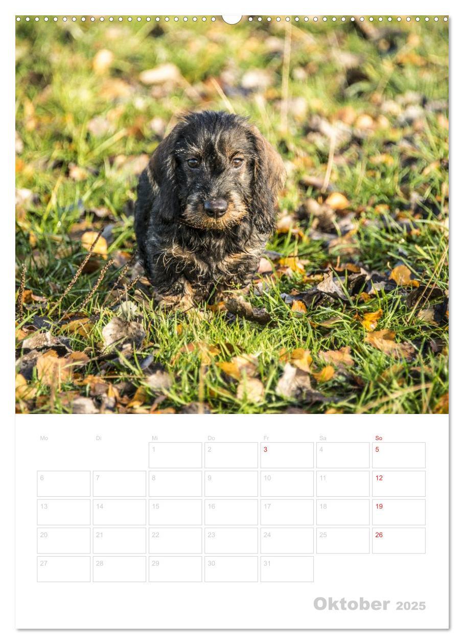 Bild: 9783457013779 | Der Dackel - mein kleiner Freund (Wandkalender 2025 DIN A2 hoch),...