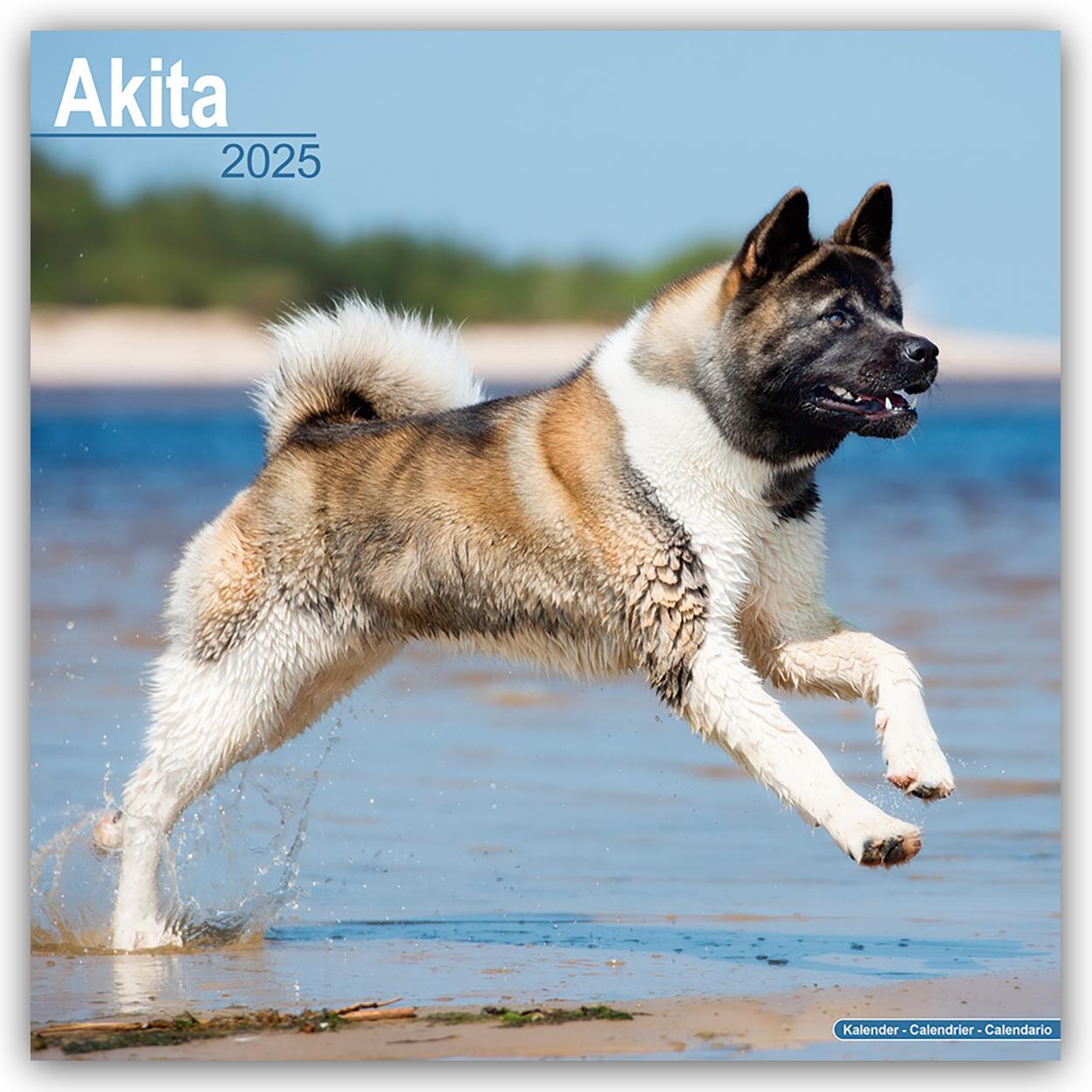 Cover: 9781804603031 | Akitas 2025 - 16-Monatskalender | Avonside Publishing Ltd. | Kalender