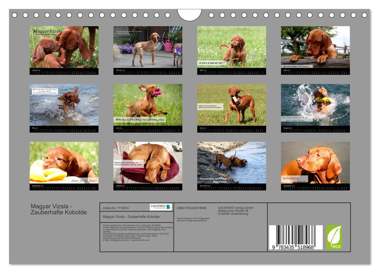 Bild: 9783435518968 | Magyar Vizsla - Zauberhafte Kobolde (Wandkalender 2025 DIN A4...