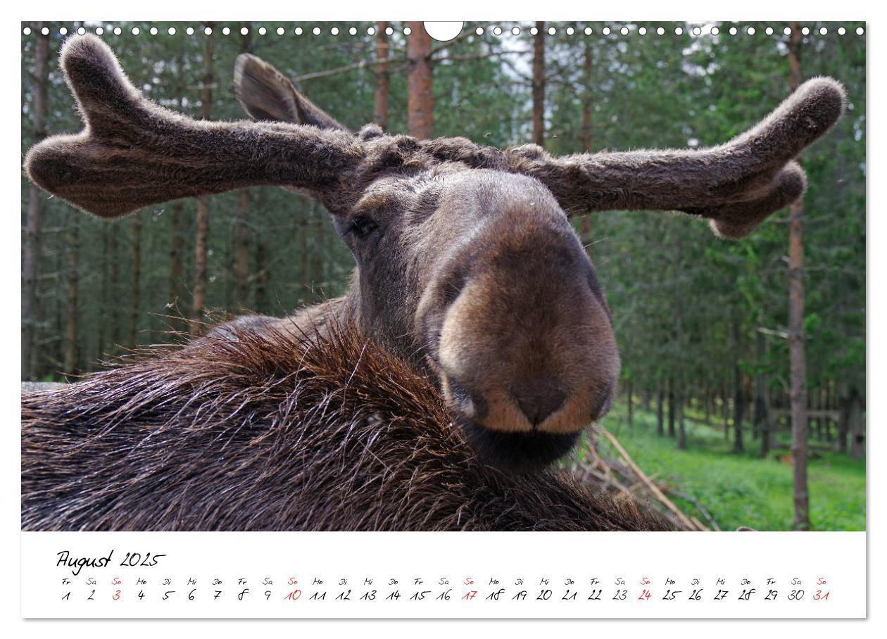 Bild: 9783435832064 | Schwedens Vielfalt (Wandkalender 2025 DIN A3 quer), CALVENDO...