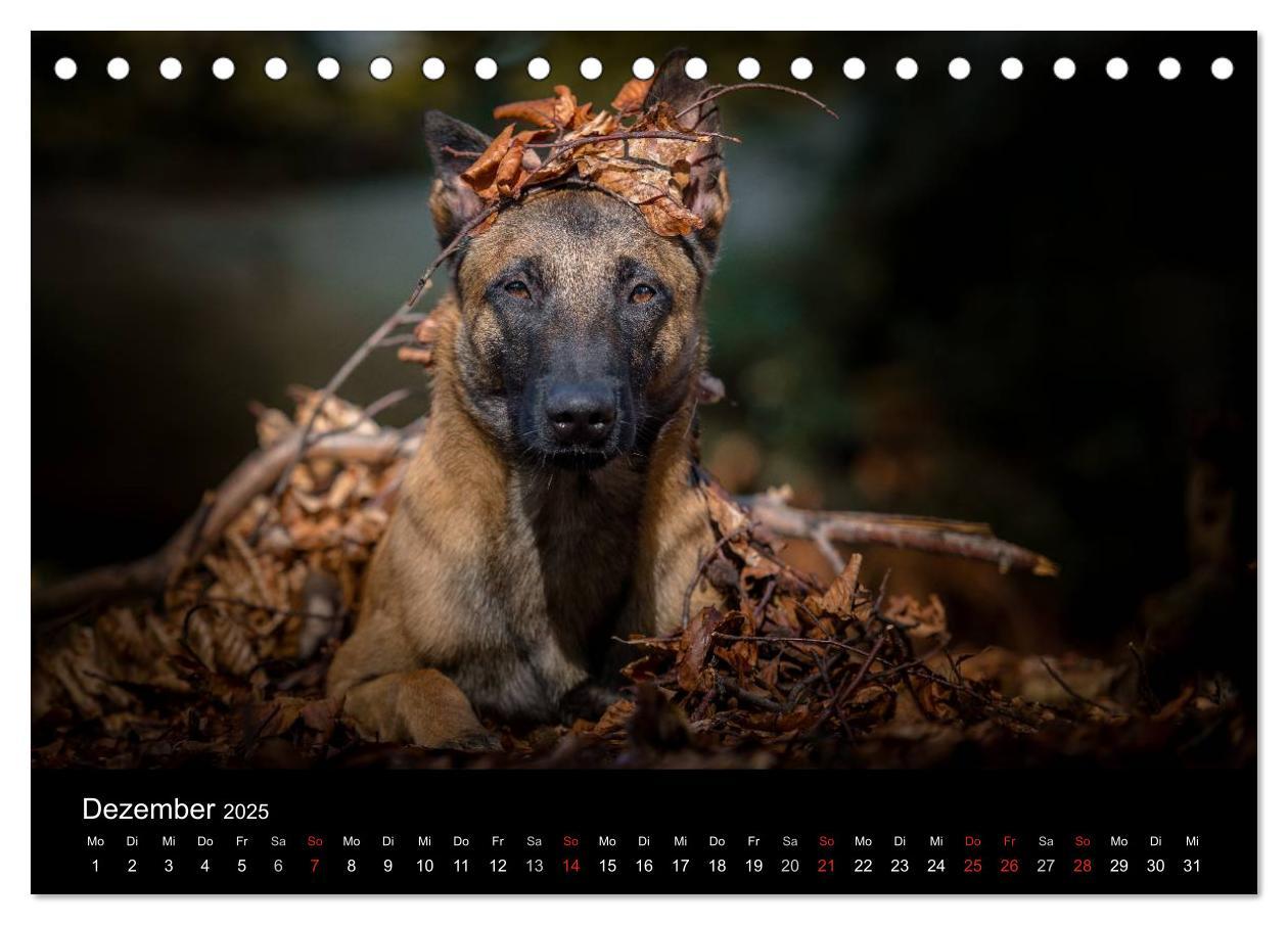 Bild: 9783435642267 | Belgischer Schäferhund - Der Malinois (Tischkalender 2025 DIN A5...