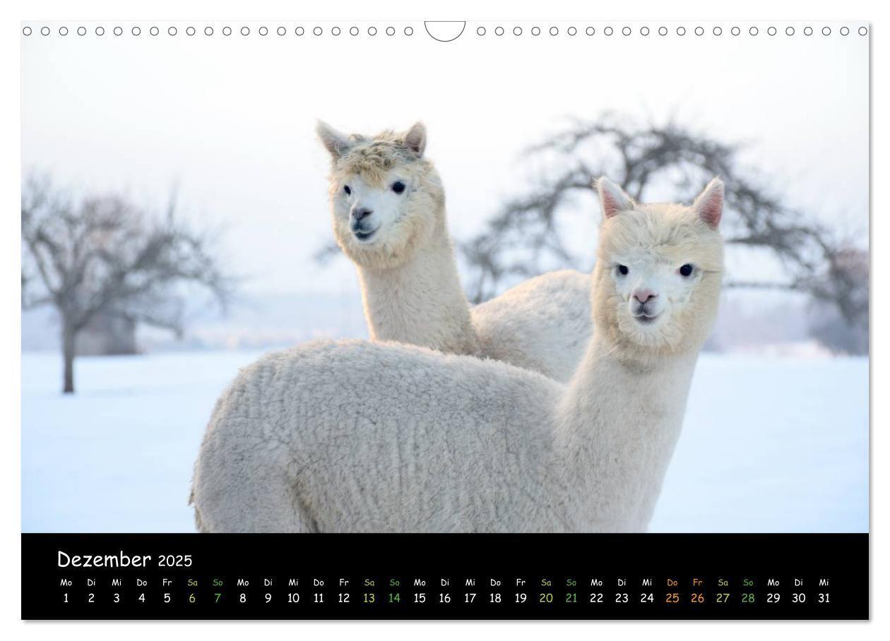 Bild: 9783435562275 | Alpakas zum Verlieben (Wandkalender 2025 DIN A3 quer), CALVENDO...