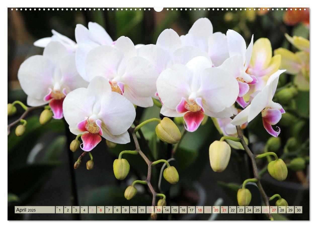 Bild: 9783383765100 | Beliebte Orchideen (Wandkalender 2025 DIN A2 quer), CALVENDO...