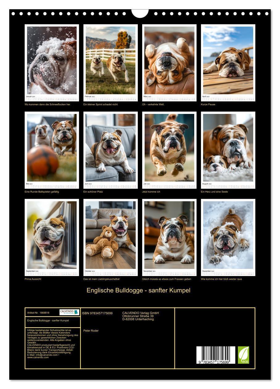 Bild: 9783457175699 | Englische Bulldogge - sanfter Kumpel (Wandkalender 2025 DIN A3...