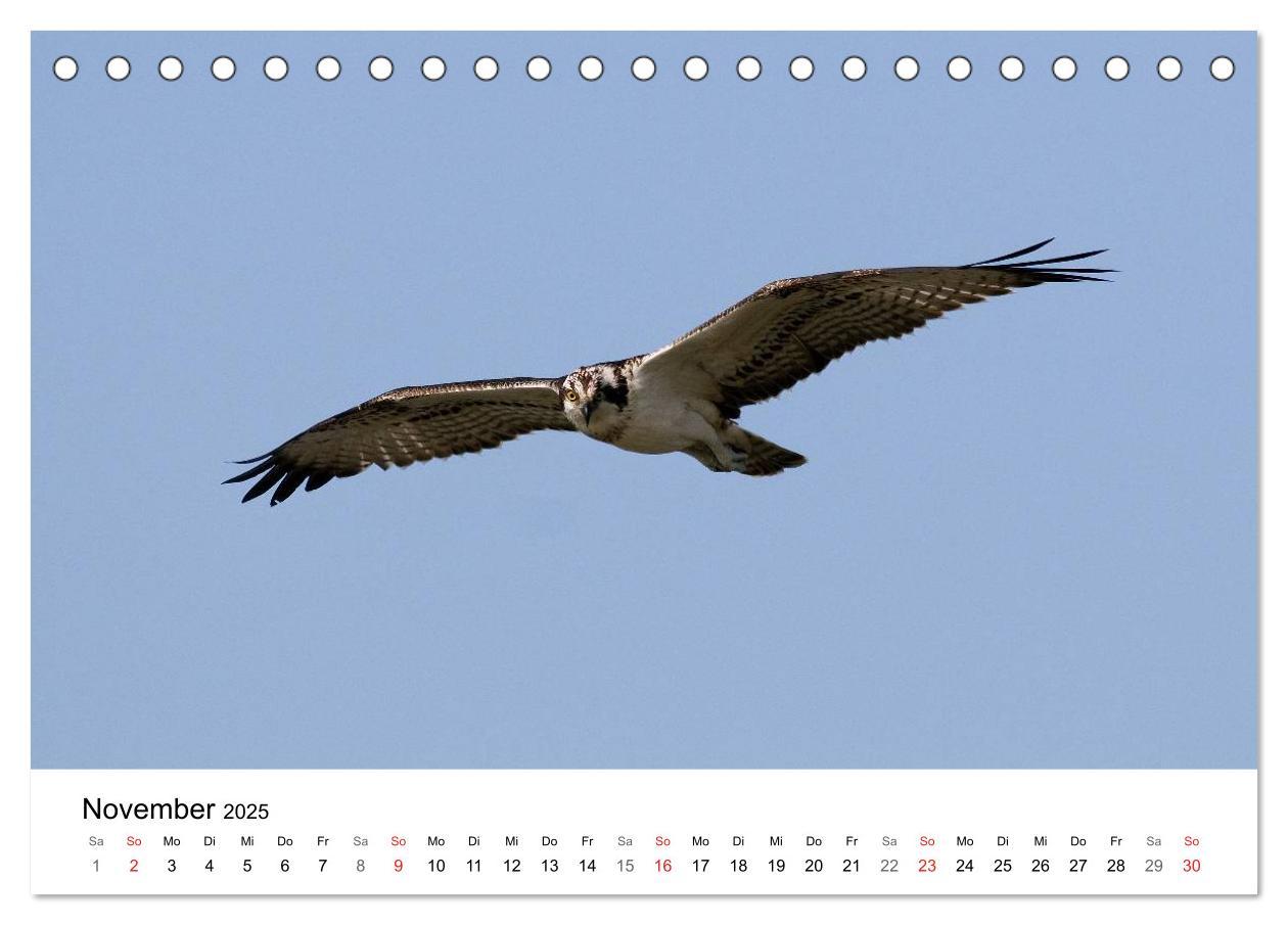 Bild: 9783435679072 | Heimische Tierwelt (Tischkalender 2025 DIN A5 quer), CALVENDO...