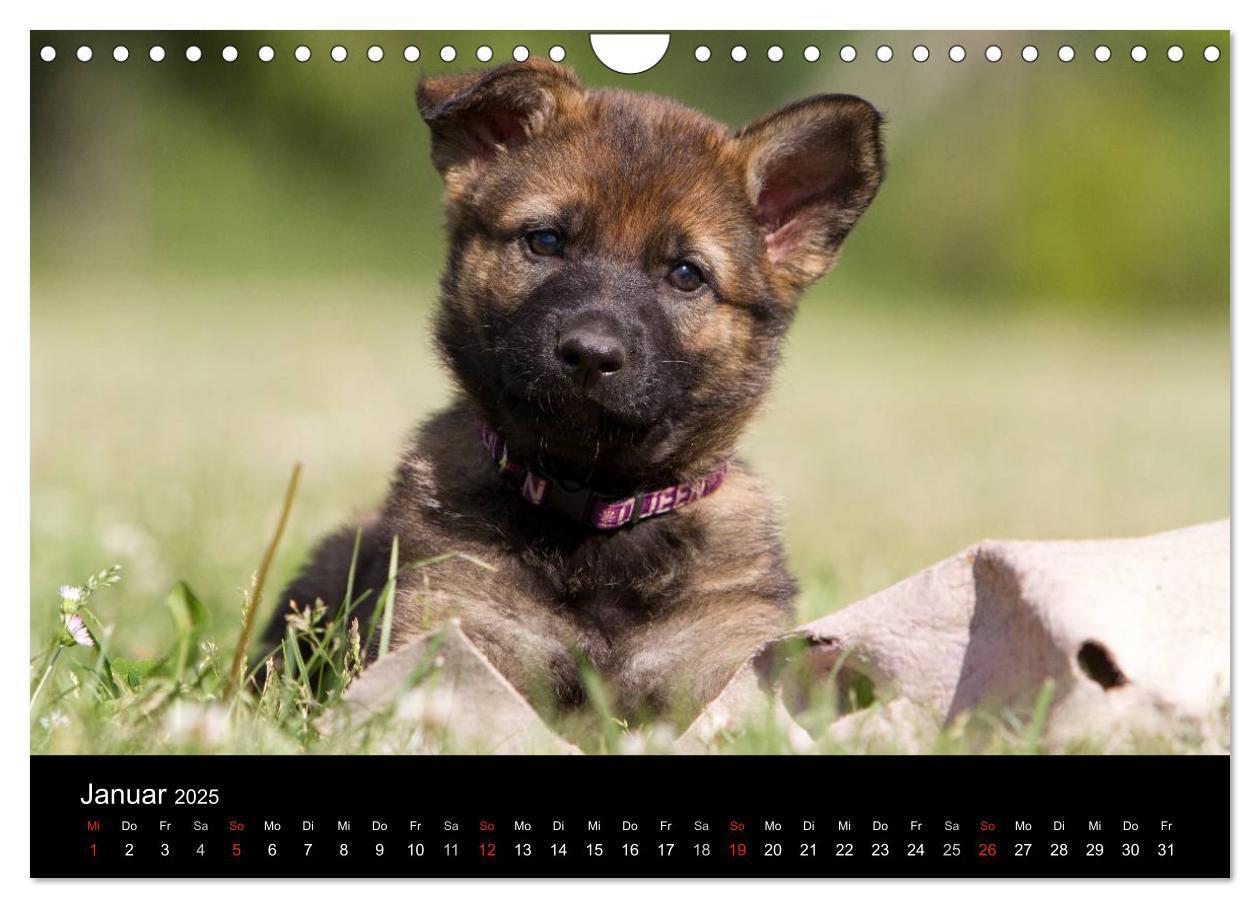 Bild: 9783435834389 | Hundewelpen (Wandkalender 2025 DIN A4 quer), CALVENDO Monatskalender